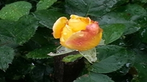 Yellow roses in the front garden